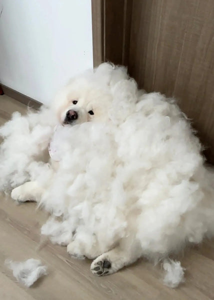 Very hairy dog