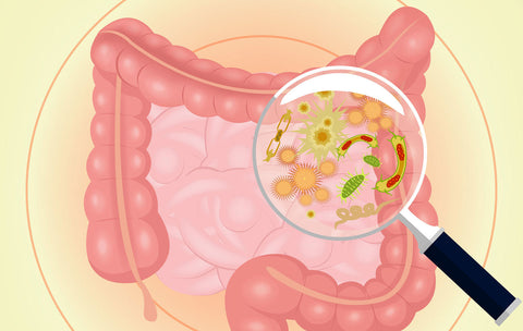 Le lien intrigant : microbiote intestinal et dépression – Une découverte révélatrice de l’Institut Pasteur en juin 2023