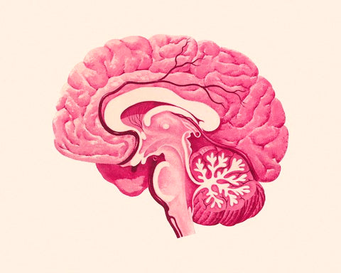 Striatum : Clave para la Función Cerebral