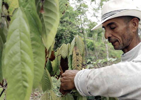 casa Luker cocoa farm