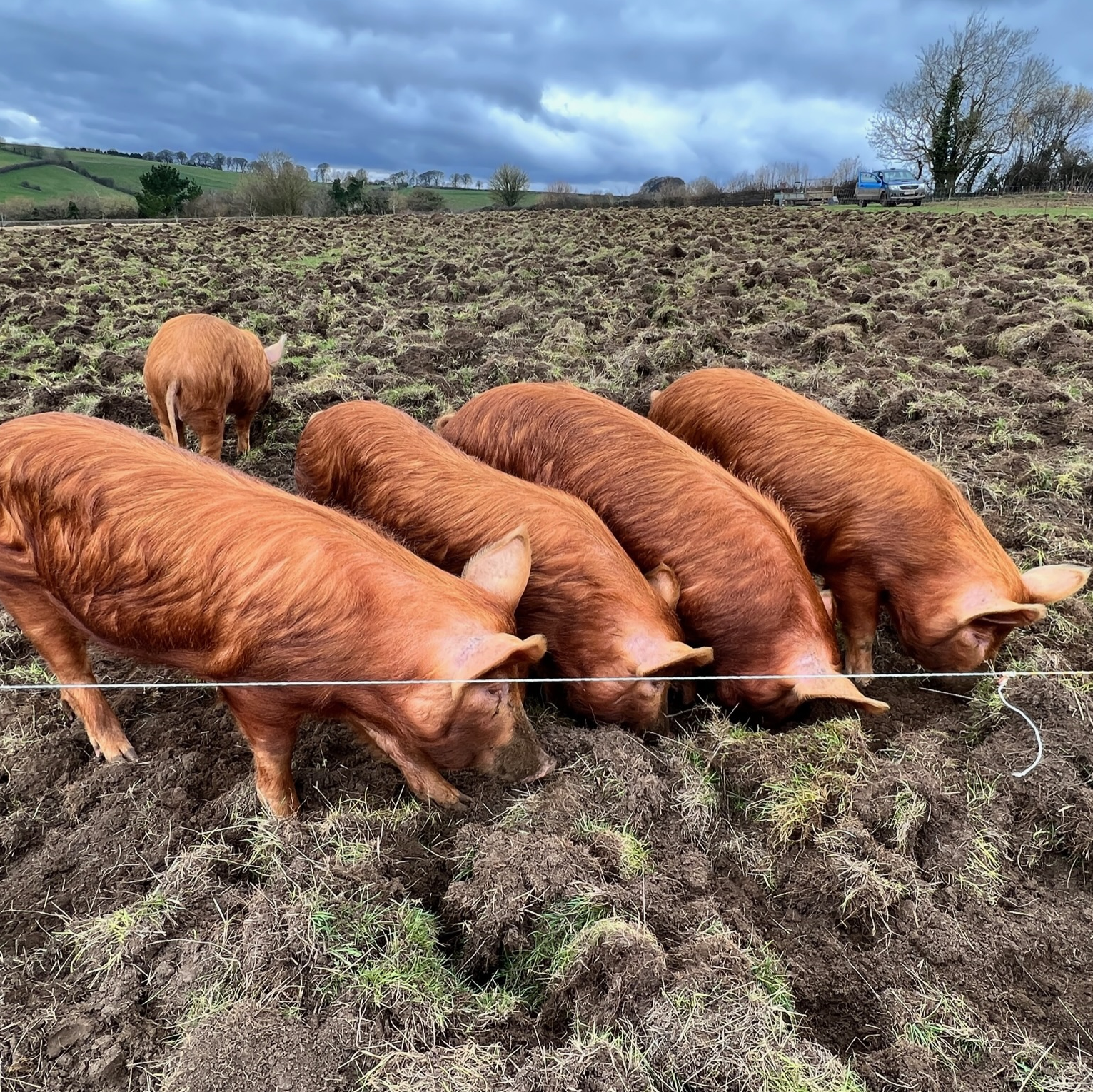 Feeding Pigs in Field