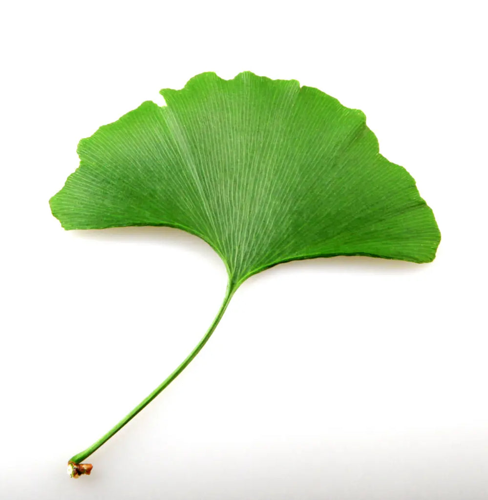 Ginkgo Blatt