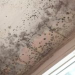 black mold in wine cellar