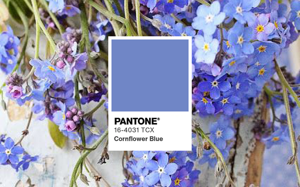 Pantone Swatch Cornflower Blue