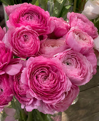 Roses at NYC florist Adore