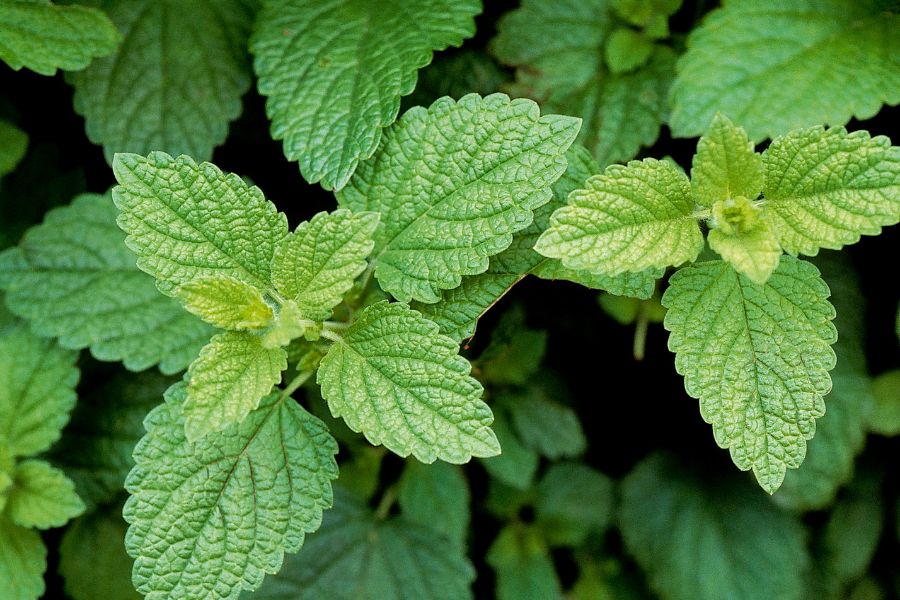 lemon balm oil for vertigo