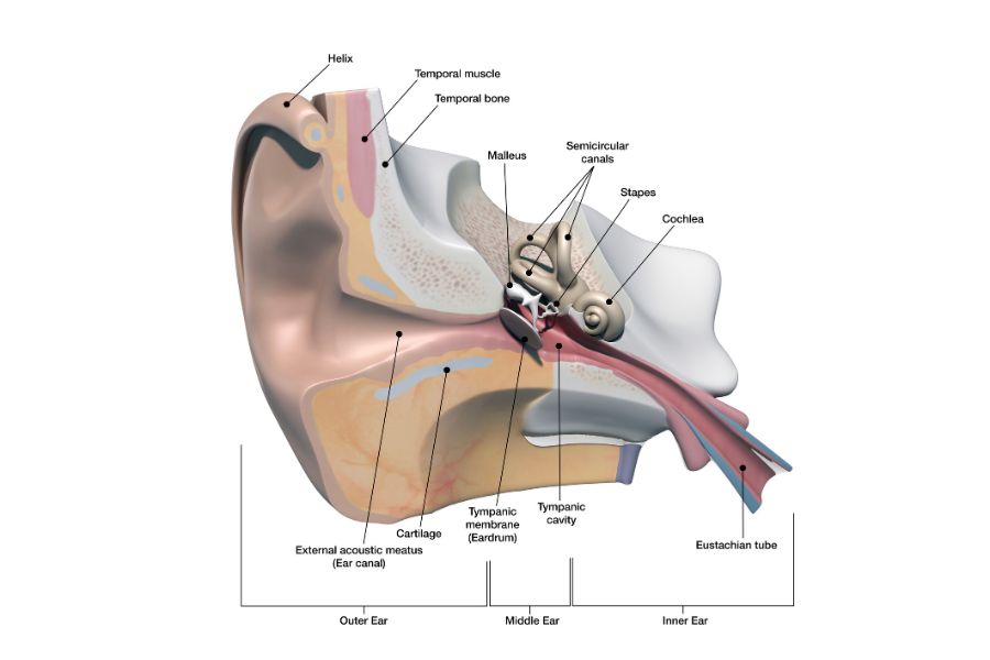 the inner ear and vertigo