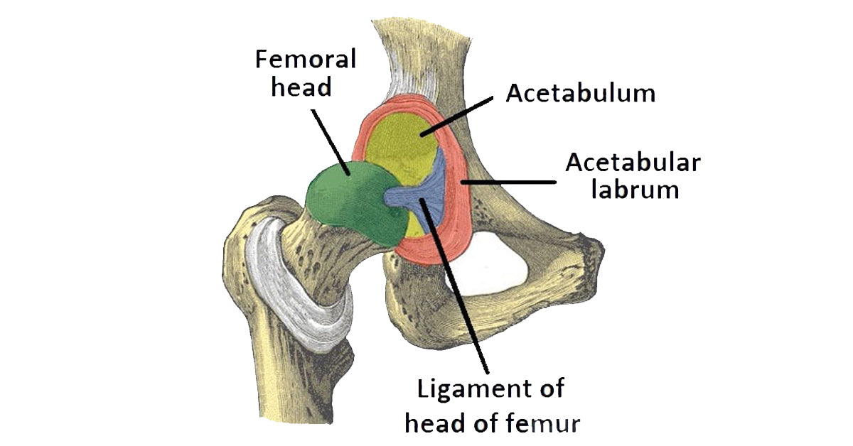 components of the hips that can be injured playing golf