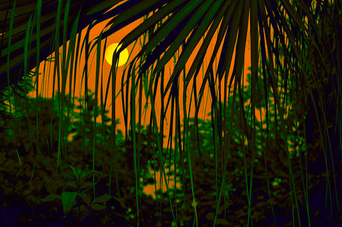 Palm tree leaf acting as a night curtain to the moon light