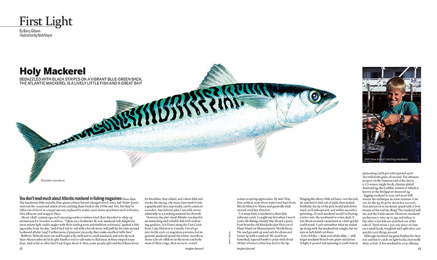 mackerel fish illustration
