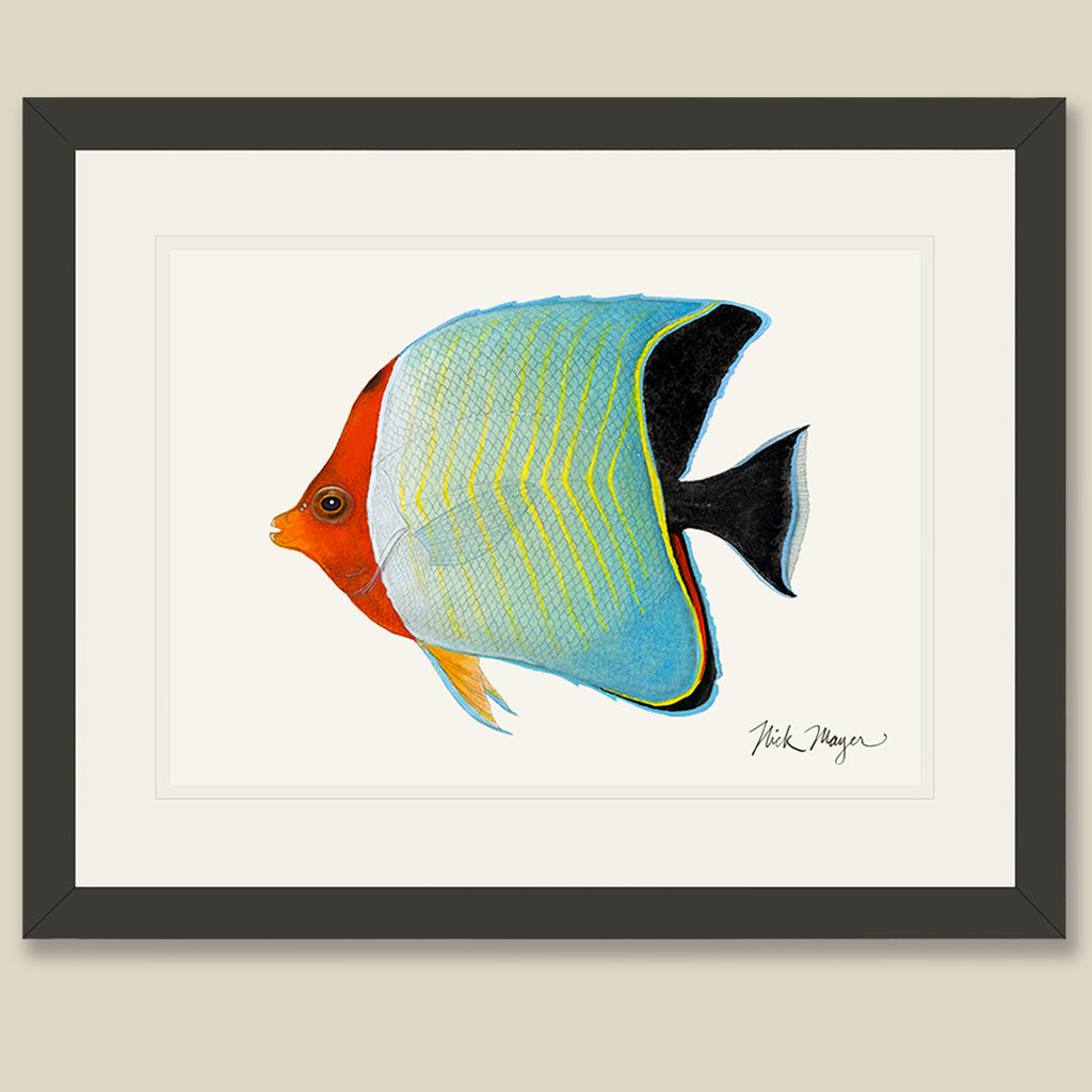 butterfly-fish framed