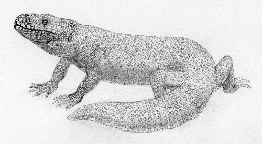 gila-reptile-art-drawing