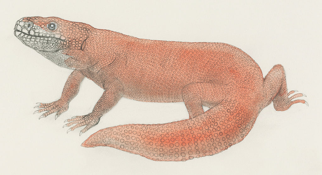 lizard-realistic-art