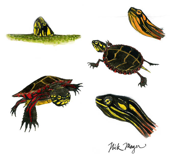 painted turtle painting study