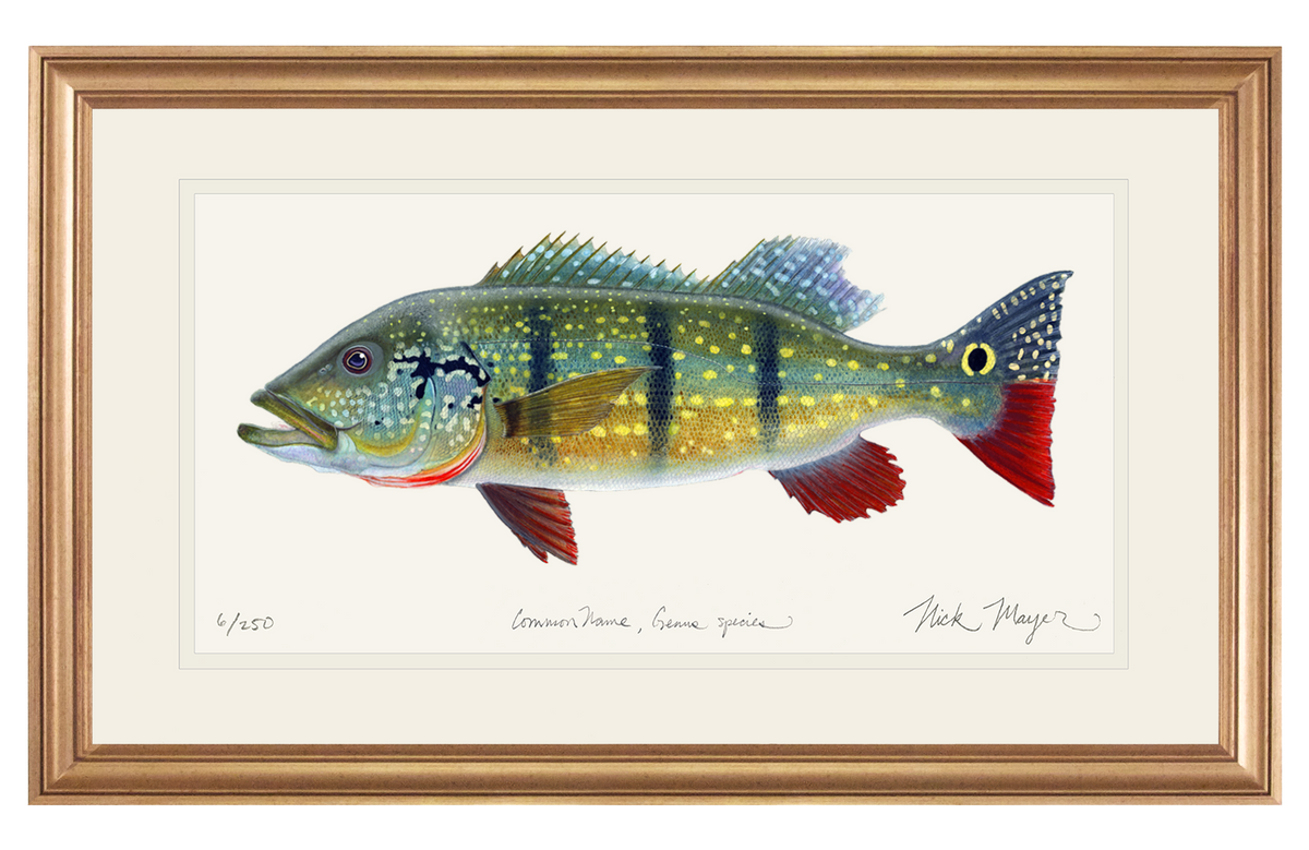 Celebrate America's Gamefish with our Largemouth Bass print