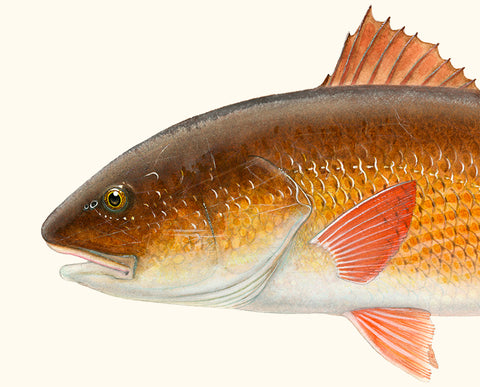 redfish-watercolor-painting