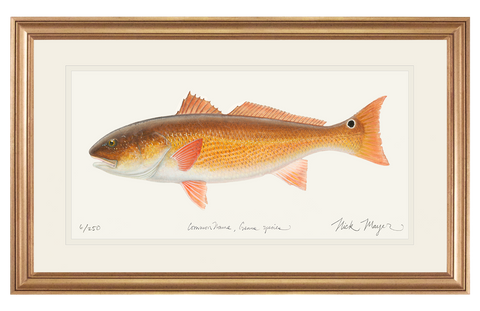 redfish-painting-gold-frame