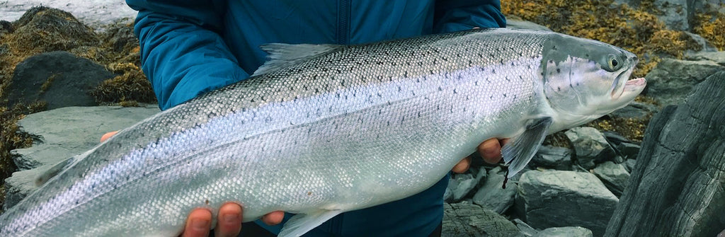 Sea Trout photo