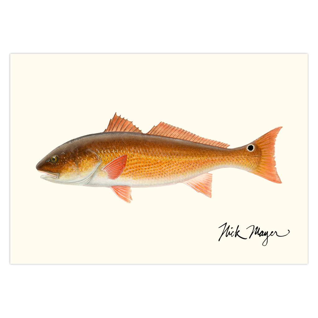 Add a touch of nature to your home with this stunning Redfish art print