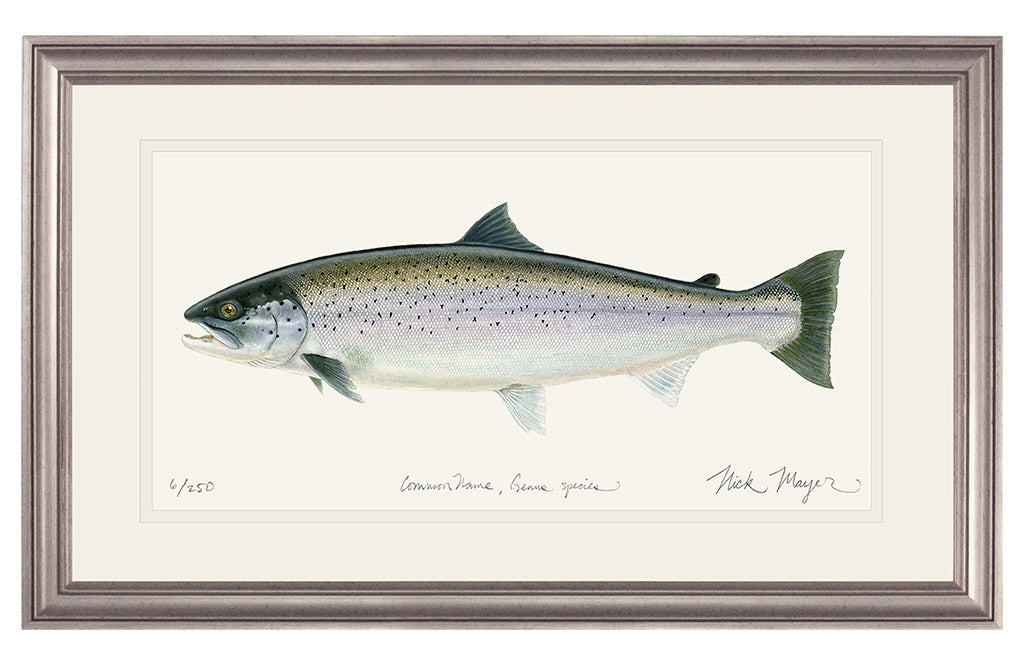 Sea Run Brown Trout Painting Framed