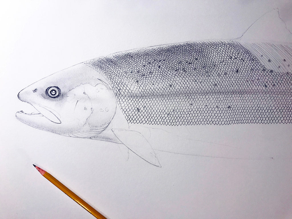 sea run brown trout pencil drawing