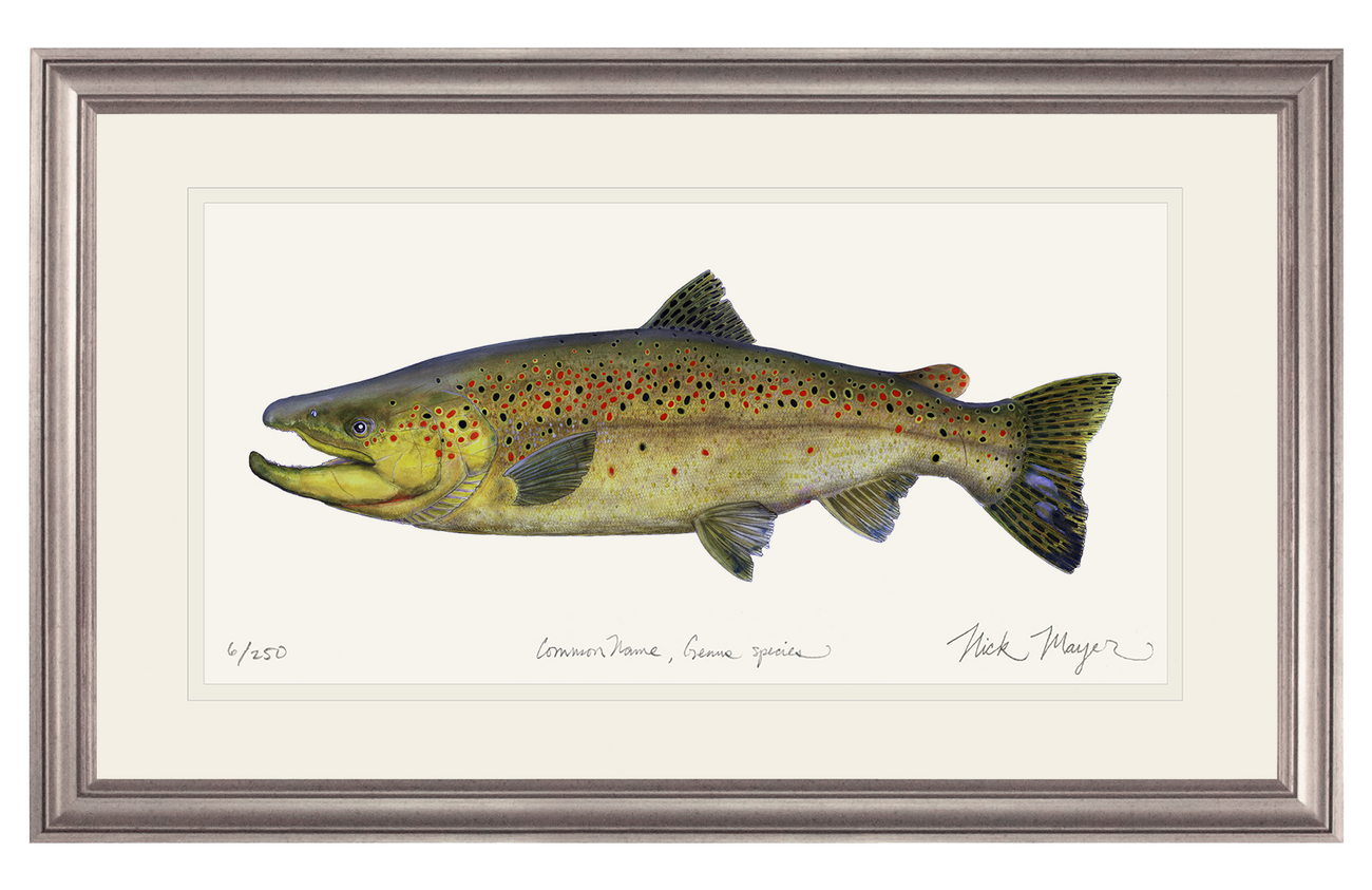 Anglers' Favorite Carnivorous North American Trout