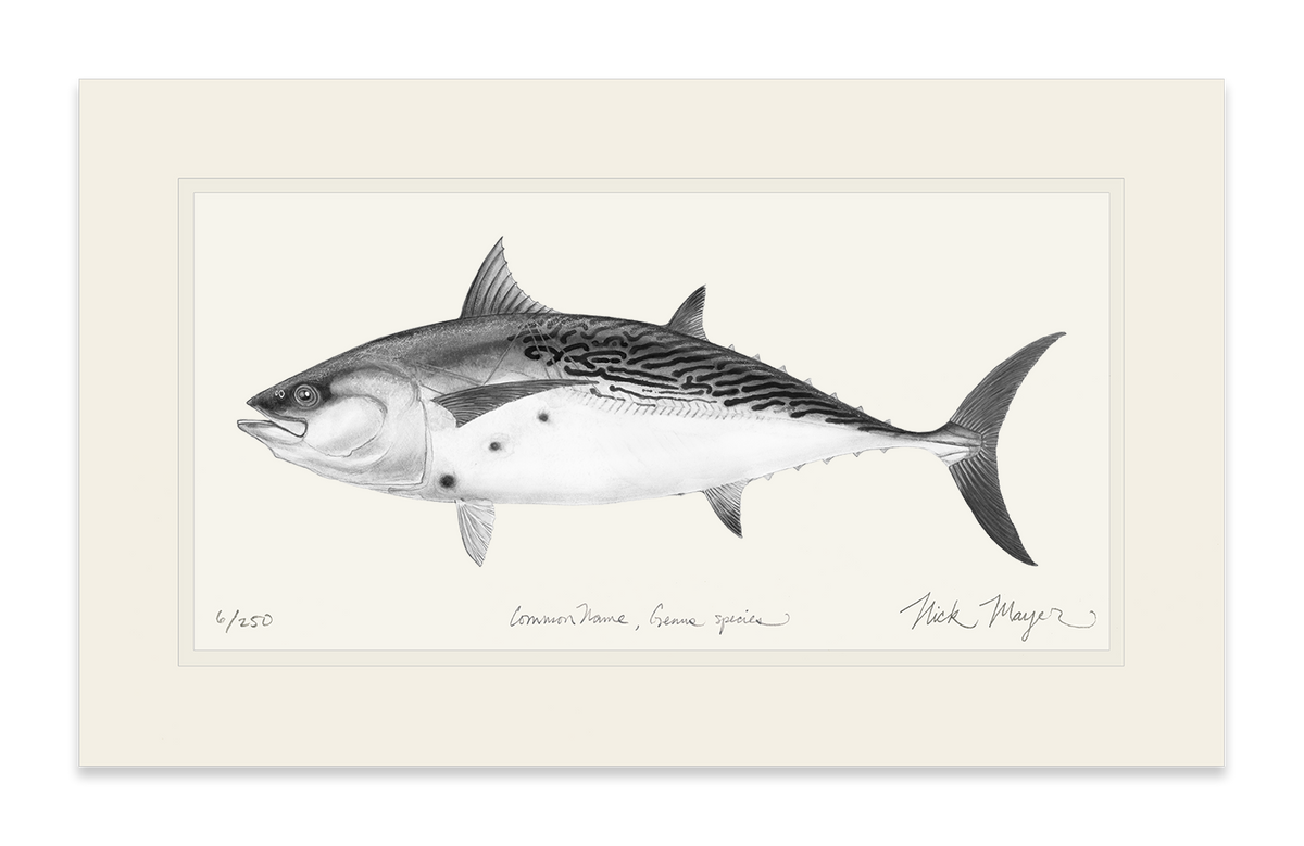 How to draw Tuna Fish step by step - YouTube