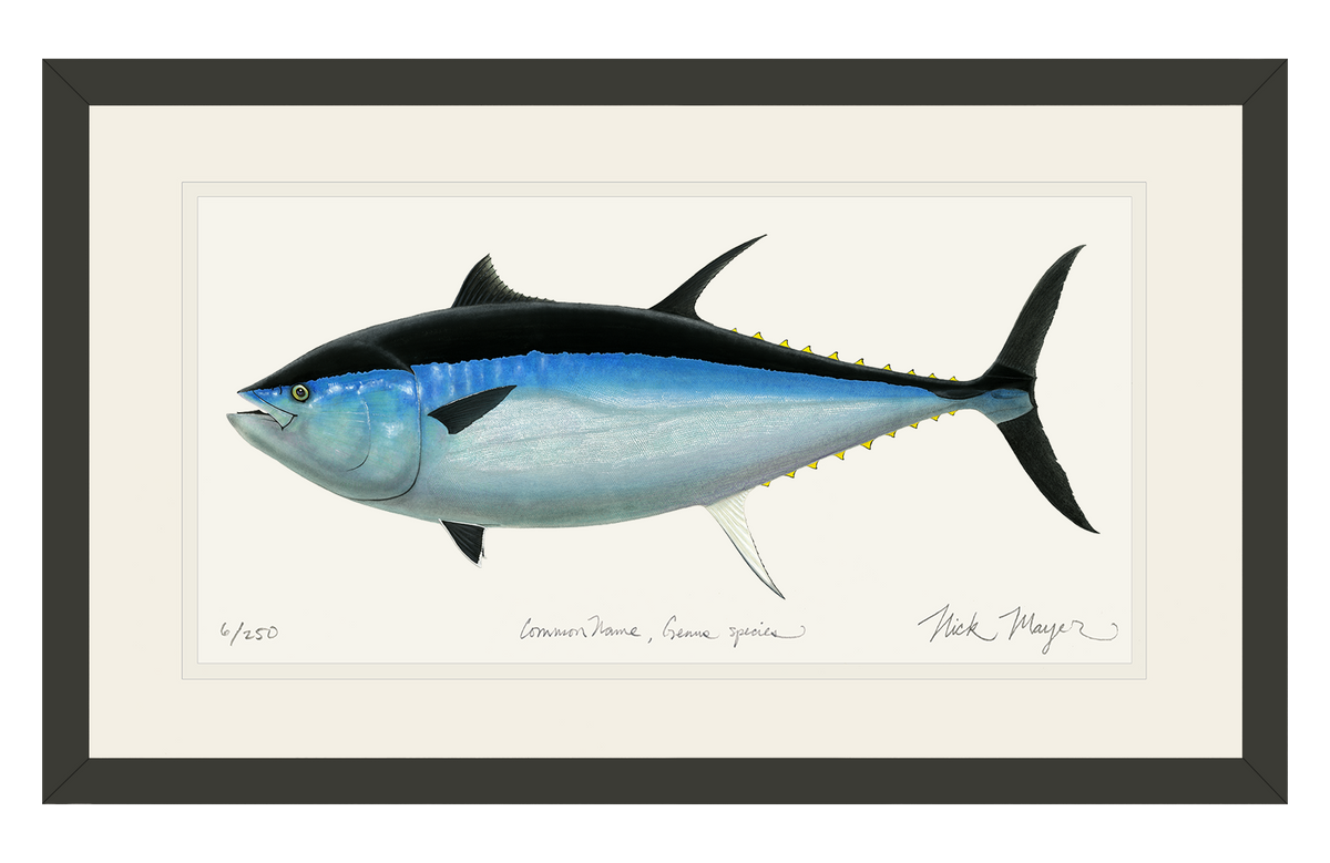 Yellowfin Tuna MANG - LS - M / Arctic Blue