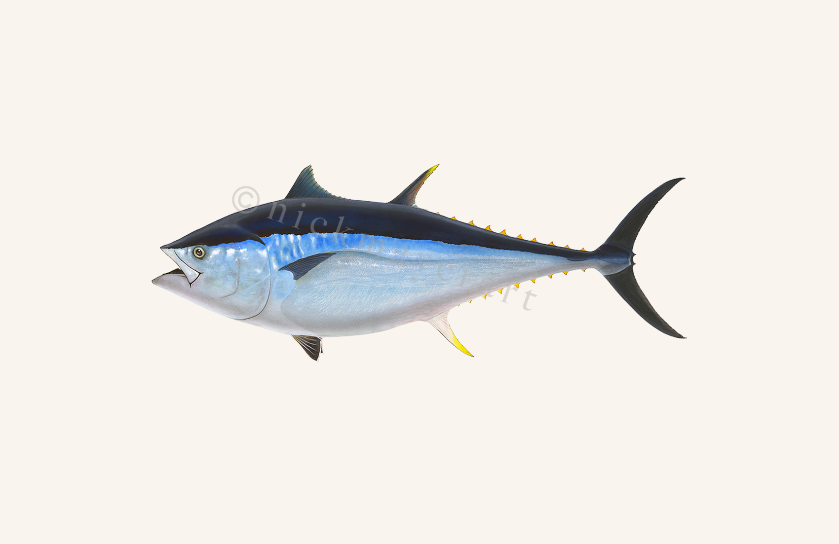 Giant Bluefin Tuna 2 Print – Nick Mayer Art