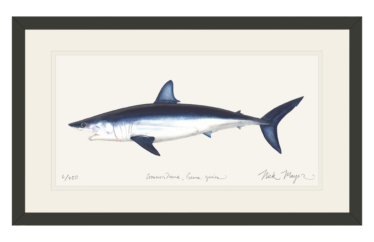 New! Mako Shark Metal Print - A spectacular shark, fast and acrobatic