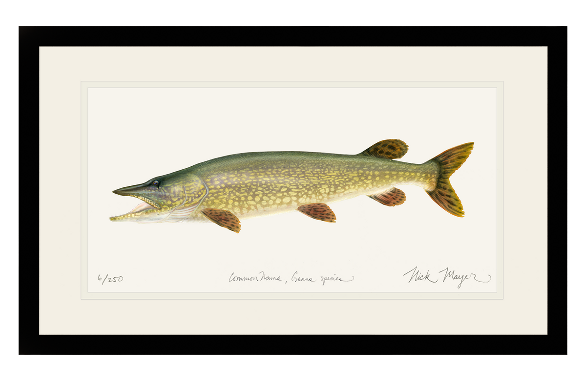 Largemouth Bass Watercolor - Fish Mount Print