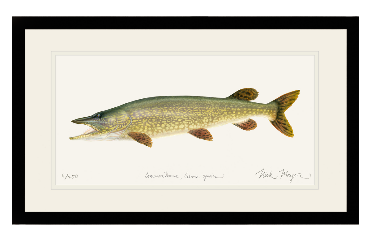 Baby Muskie Print by Award-Winning Artist Nick Mayer