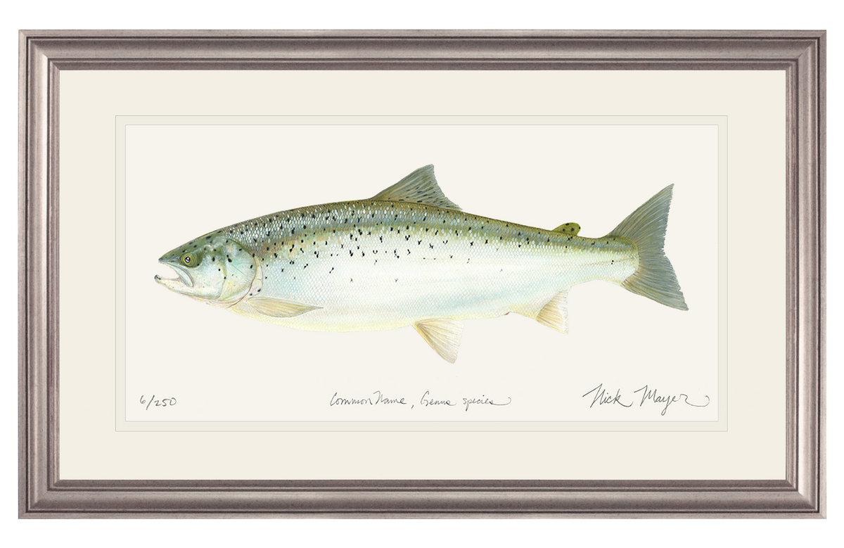 Original Wild Atlantic Salmon Watercolor Painting, framed and shipped