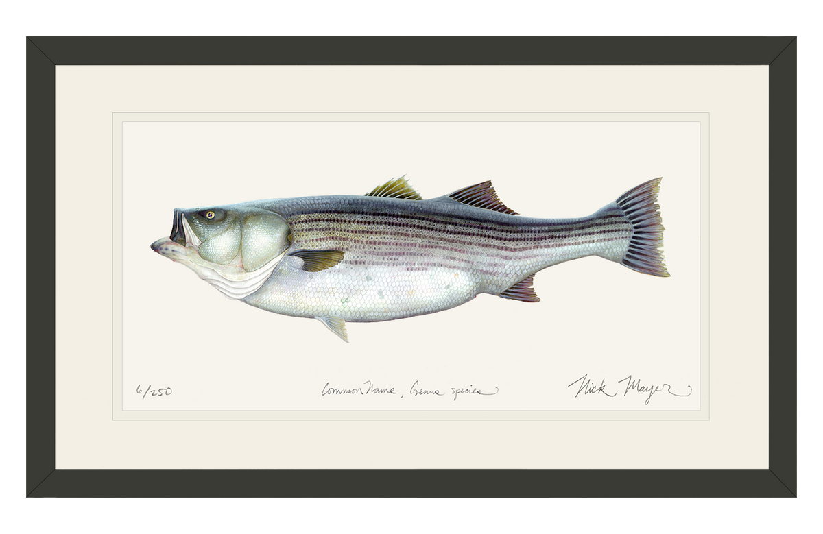 Patent77 Canvas Prints - Striped Bass Fishing Lure ( Animals > Sea Life > Fish > Bass art) - 26x18 in