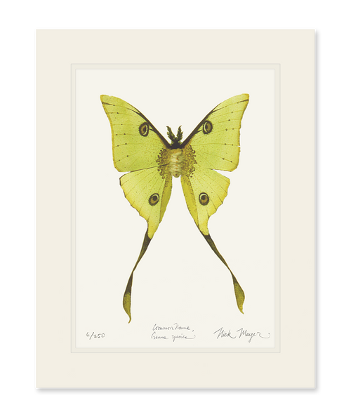 Madagascan Moon Moth Print