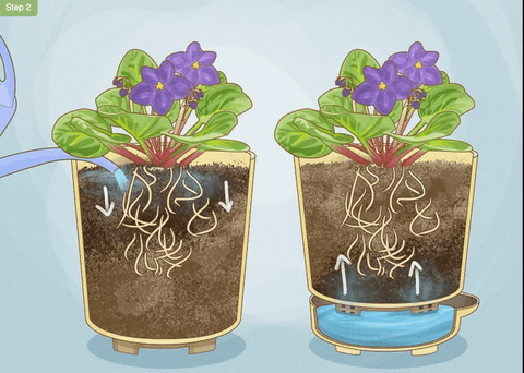 Self-watering Plant Pot