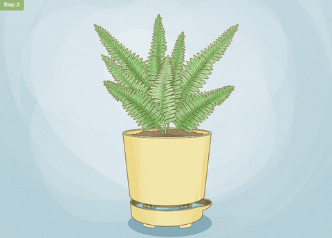 Self-watering Plant Pot