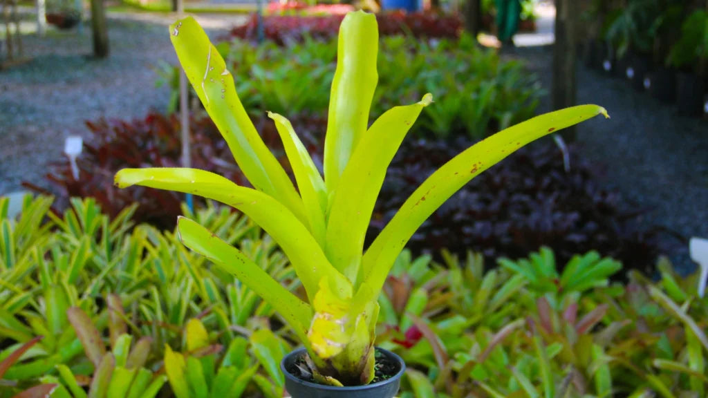 uma bromélia verde no escuro