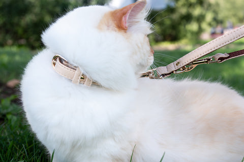 cat standing outdoors with lead and leash, vegan cat accesssories
