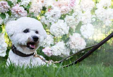suns ar pavadu un kaklasiksnu sēž zaļā pagalmā, suņu modes fotografēšana, suņa kaklasiksna un pavada komplekts brūnā krāsā