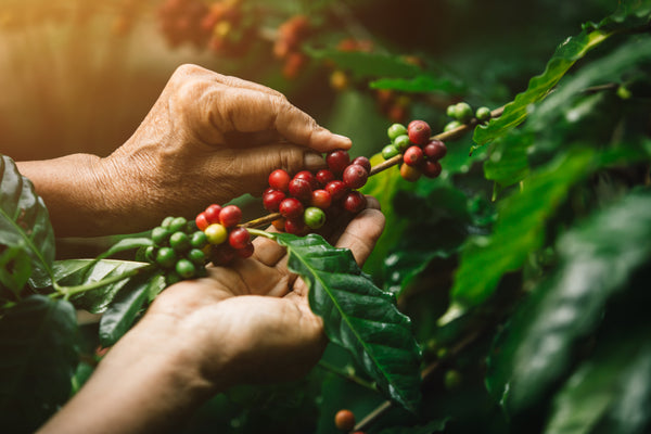 farmer in Brazil picking coffee fruit