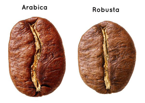 arabica and robusta whole beans side by side