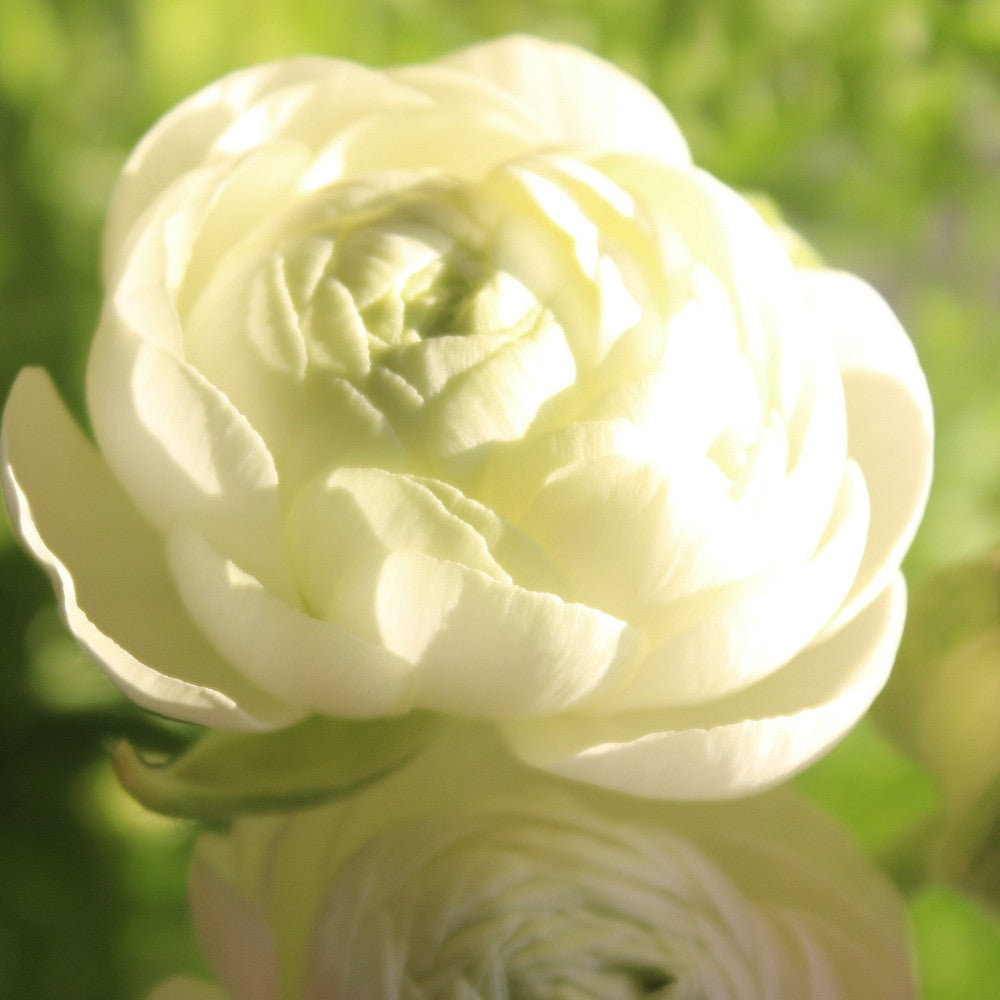 Ranunculus, White