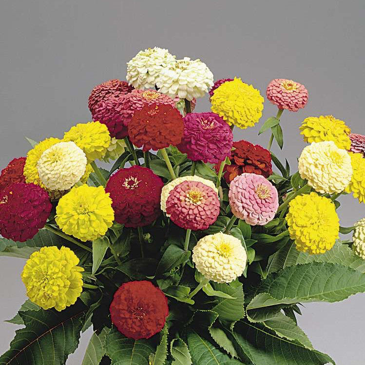 Zinnia, Oklahoma Yellow