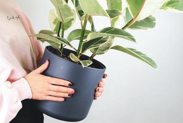 Woman holding a potted plant, displaying dark polished fake nails against a pastel pink top.