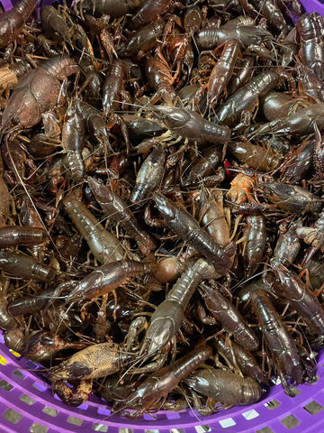 Louisiana Live Crawfish
