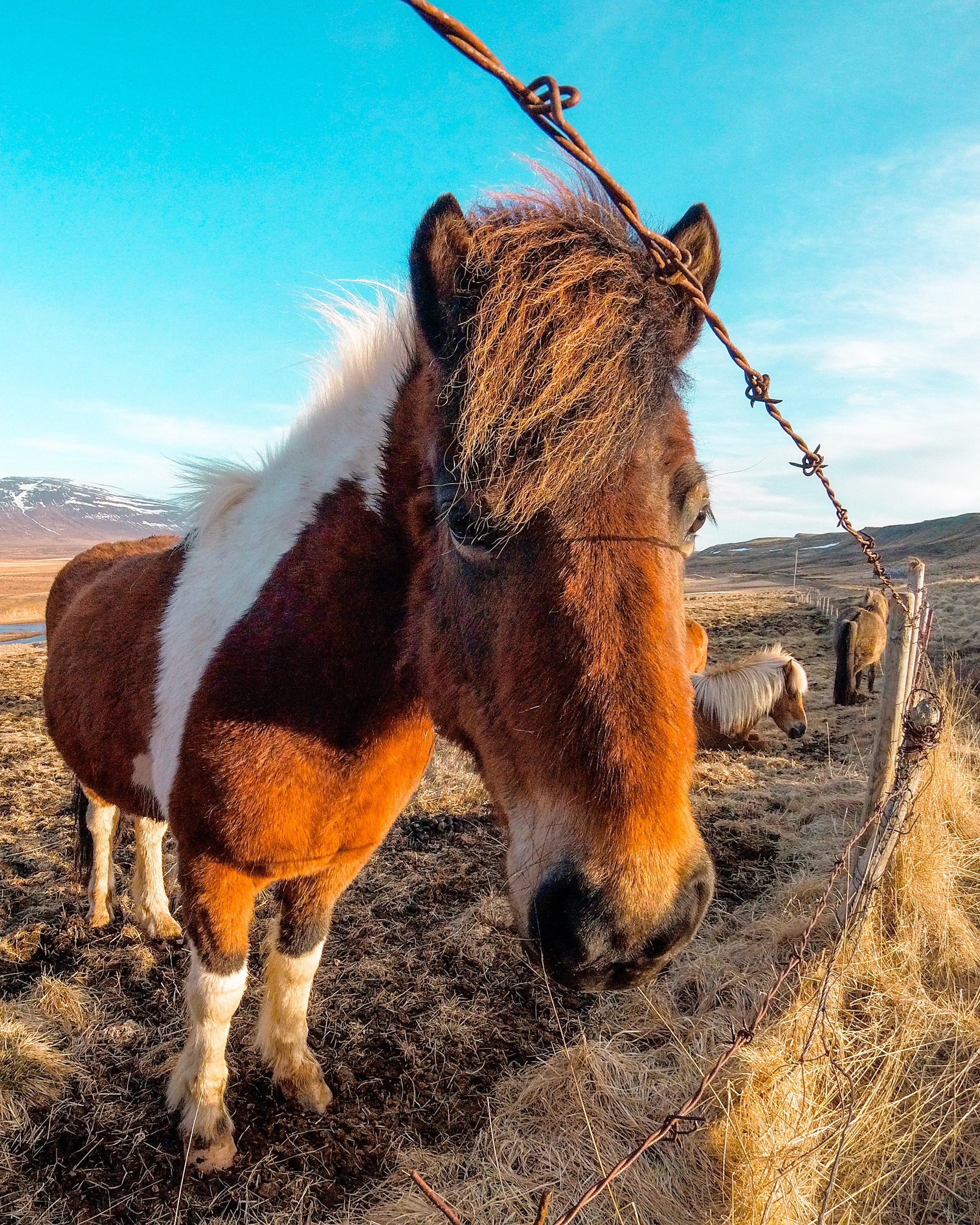 Close up picture of a horse