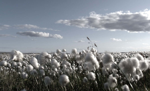 cotton field