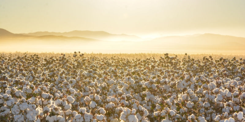 Organic cotton fields at golden hour sunset