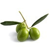 olive squalene.jpg__PID:724afd09-19f8-406f-899d-6049038a0a62